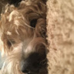 Meet your Posher, Henry